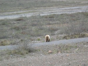 A Bear Behind