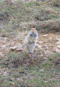 Arctic Ground Squirrel